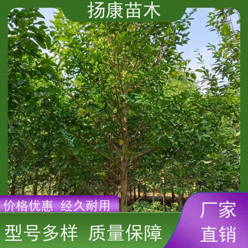 醉香含笑 竖形常绿灌木绿植适用于园林绿化 基地直供 