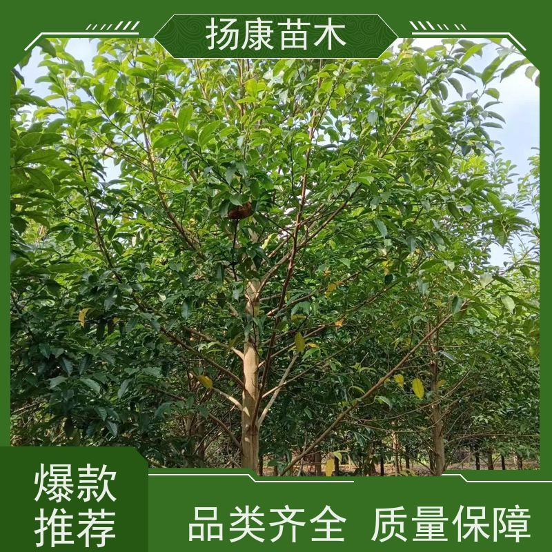 9公分乐昌含笑 枝叶繁茂 四季常青行道树 实地看苗 