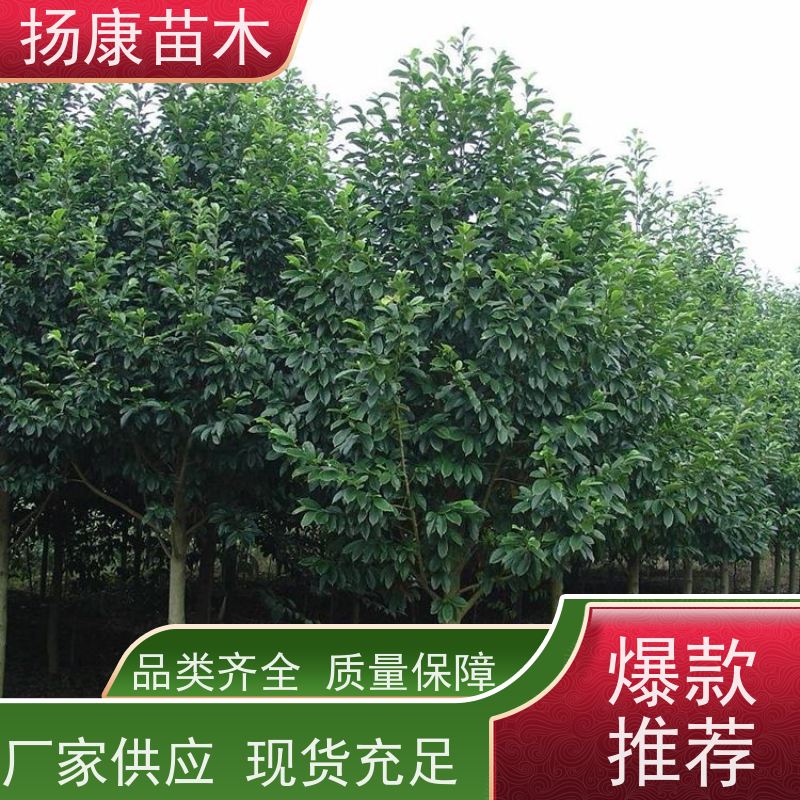 40公分乐昌含笑 园林庭院造景植物 适用性强 实地看苗 