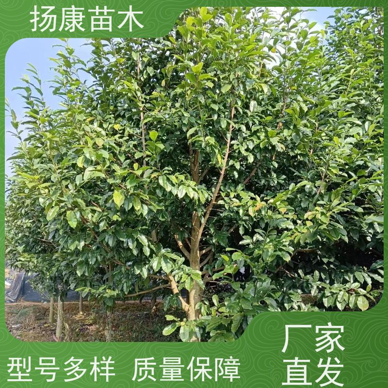 18公分全冠乐昌含笑 园林庭院造景植物 适用性强 培育基地