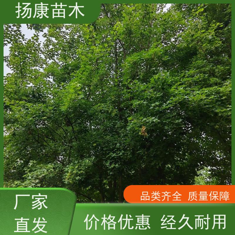 10公分乐昌含笑 花木基地 公园绿化行道树 种类齐全