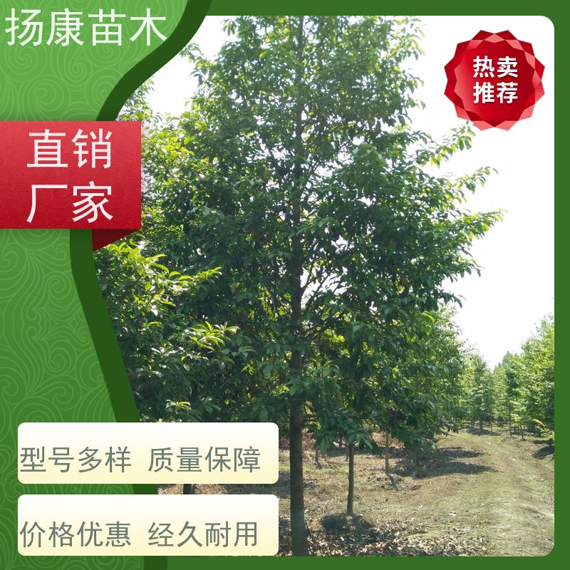 16公分乐昌含笑 树形优美 工厂绿化可用 现挖现卖