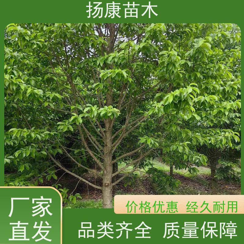 12公分乐昌含笑 园林庭院造景植物 适用性强 源头厂家
