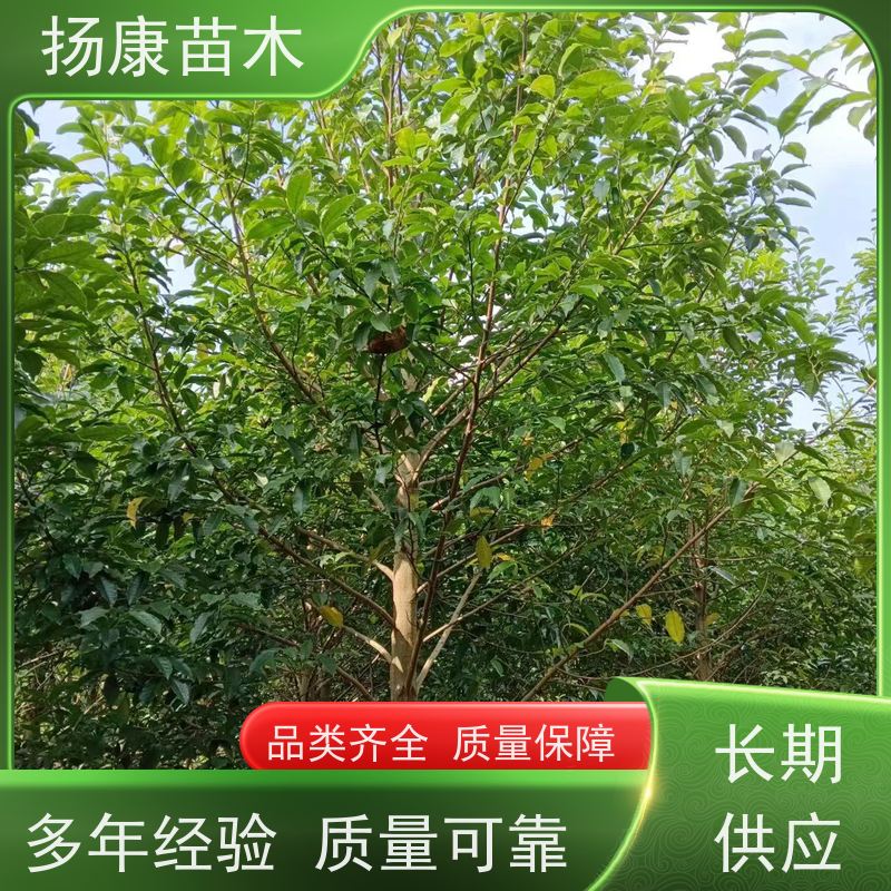 25公分乐昌含笑 竖形常绿灌木绿植适用于园林绿化 现挖现卖