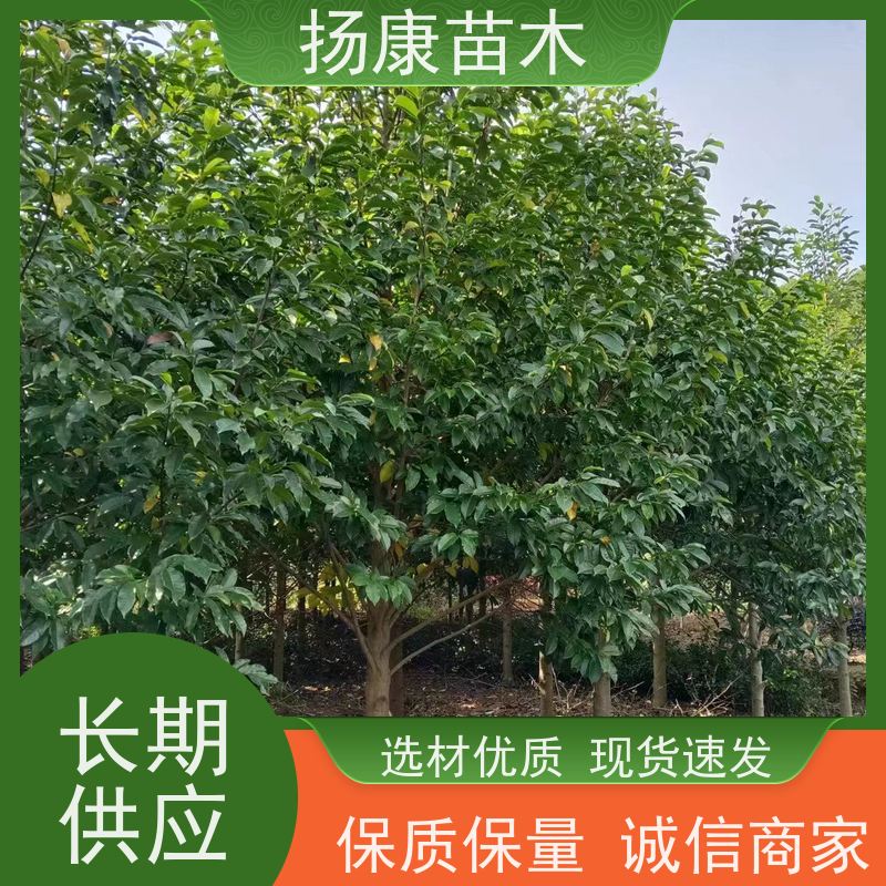 40公分乐昌含笑 园林庭院造景植物 适用性强 源头厂家