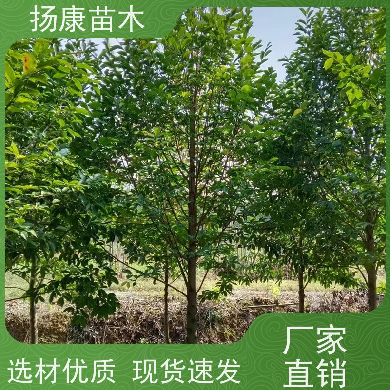 18公分乐昌含笑 行道树系列树种养护 树形优美 源头厂家
