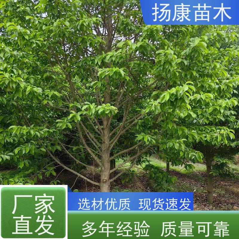 20公分乐昌含笑 园林景区栽植 精致美丽 批发销售