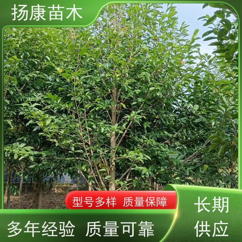 12公分乐昌含笑 行道树系列树种养护 现挖现卖