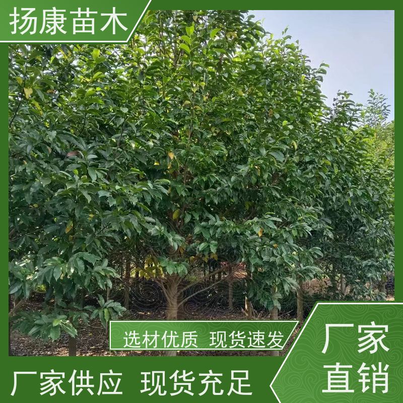 15公分乐昌含笑 公园绿化 露地种植 适应性强 批发销售