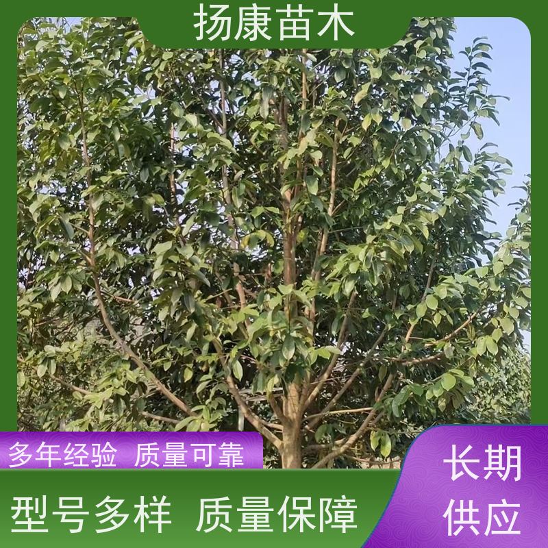 白兰树 行道树系列树种养护 树形优美 种植基地