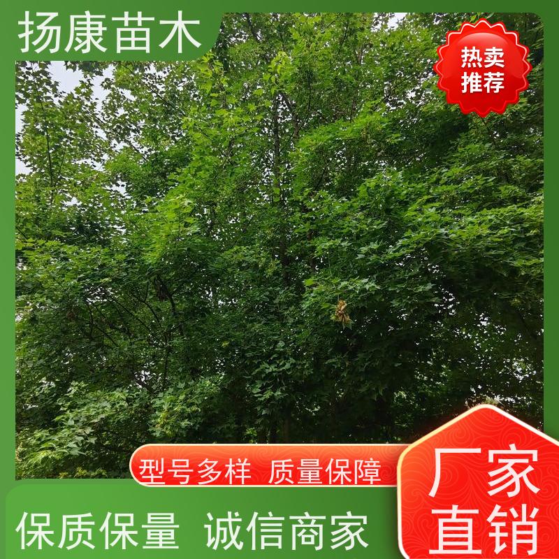 30公分乐昌含笑 公园绿化 露地种植 适应性强 培育基地