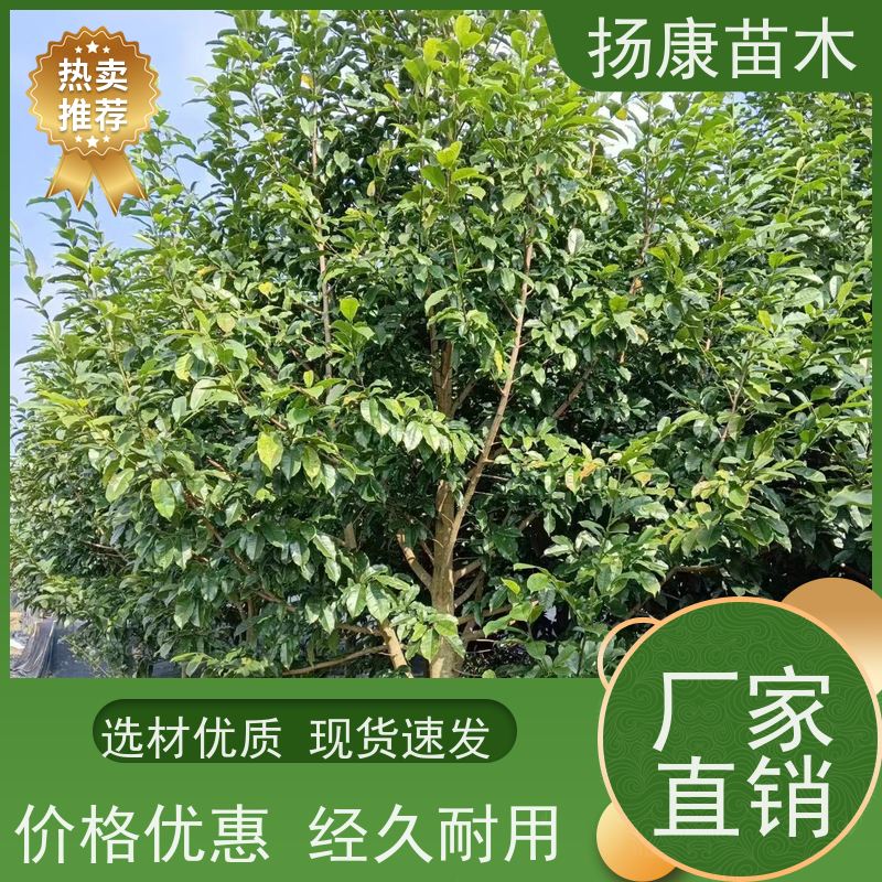 9公分乐昌含笑 竖形常绿灌木绿植适用于园林绿化 高成活率