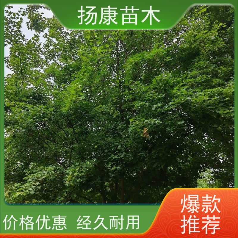 11公分乐昌含笑 花木基地 公园绿化行道树 优选常绿