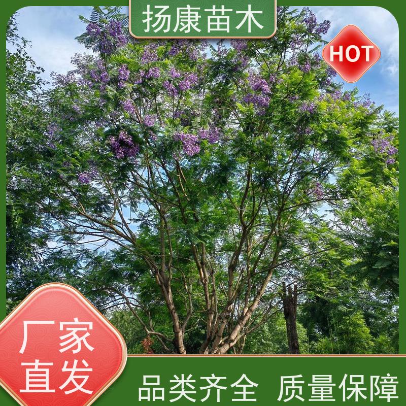 25公分乐昌含笑 园林庭院造景植物 适用性强 培育基地