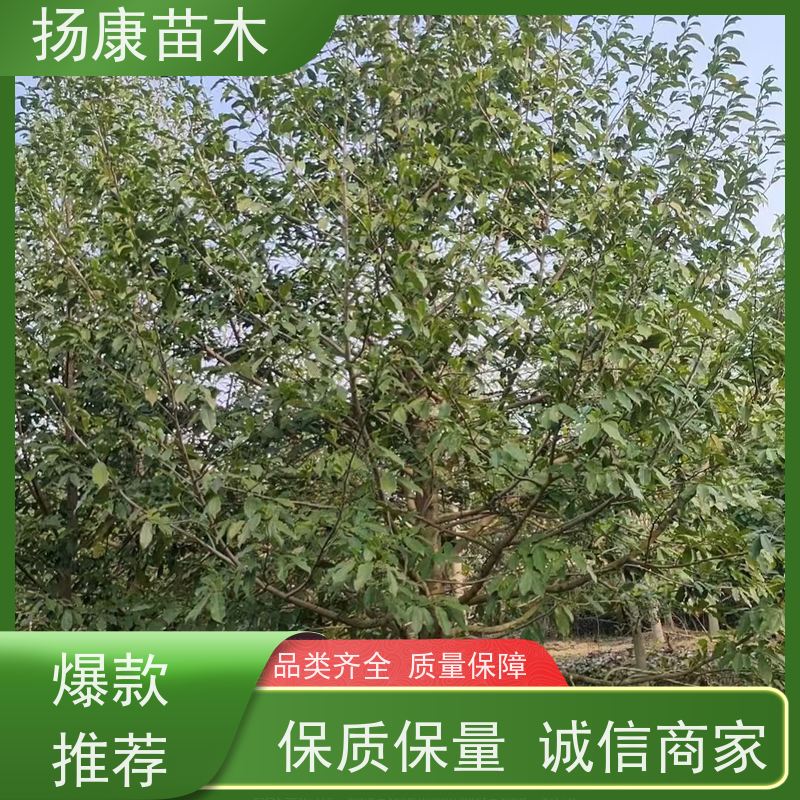19公分乐昌含笑 公园绿化 露地种植 适应性强 源头厂家