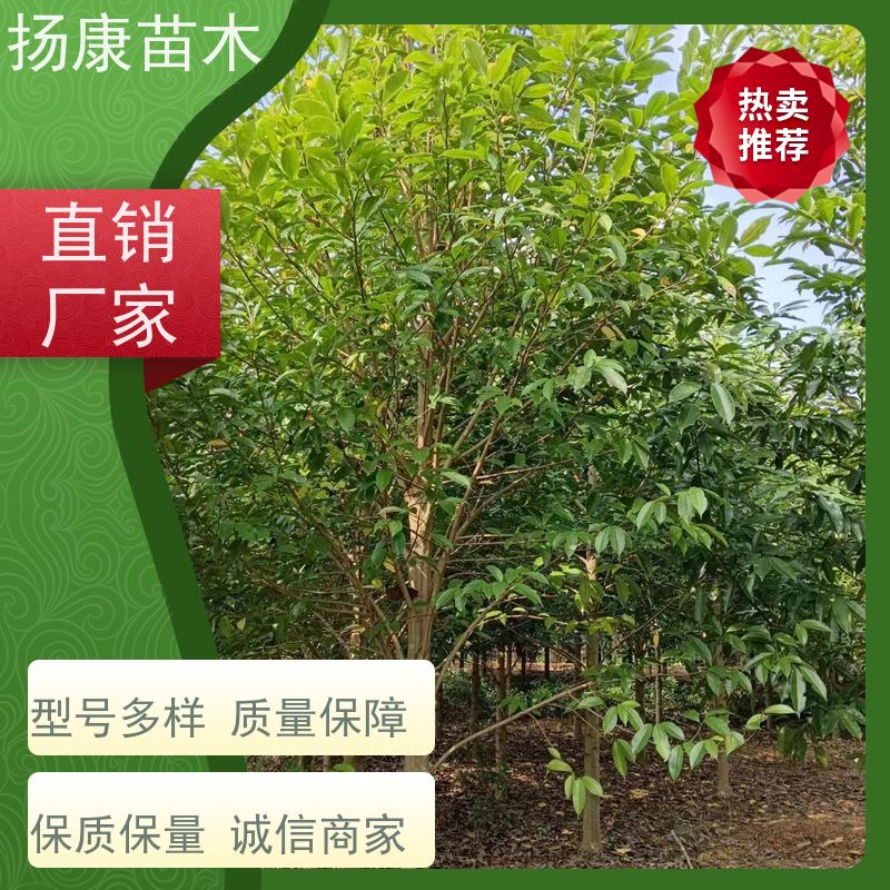 12公分乐昌含笑 行道树系列树种养护 培育基地
