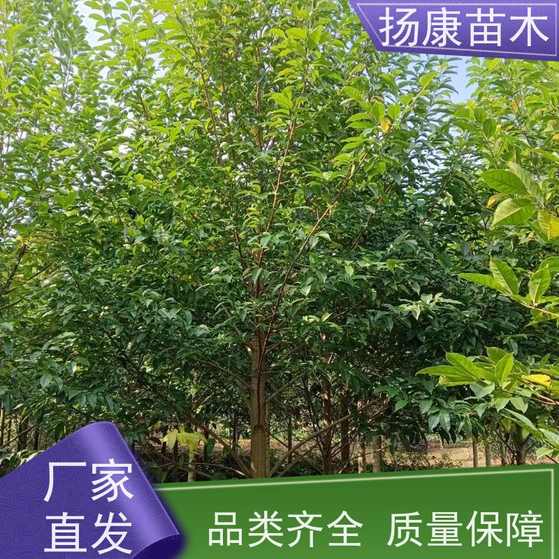 18公分乐昌含笑 行道树系列树种养护 批发销售