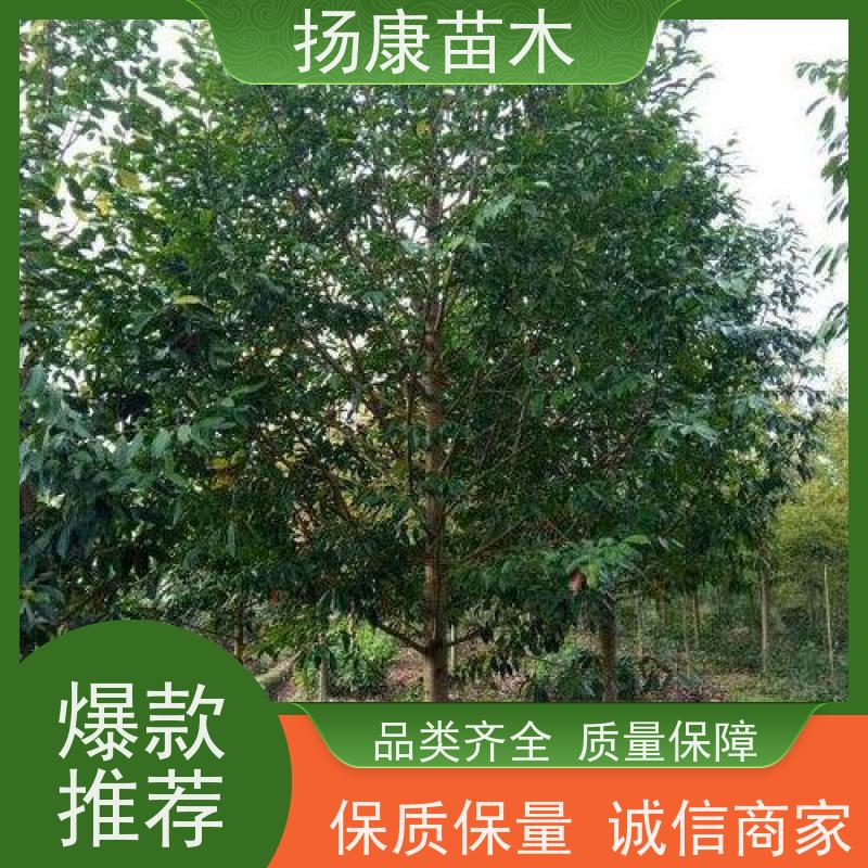 25公分乐昌含笑 园林景区栽植 精致美丽 优选常绿