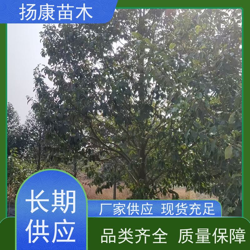 30公分乐昌含笑 花木基地 公园绿化行道树 现挖现卖