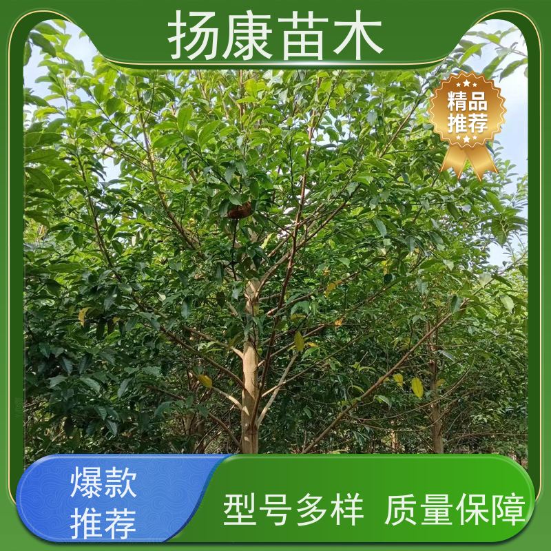 9公分乐昌含笑 树形优美 工厂绿化可用 苗木批发