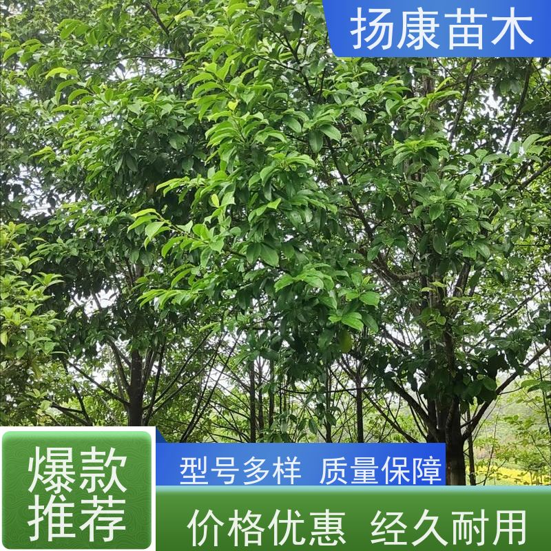 18公分乐昌含笑 花木基地 公园绿化行道树 现挖现卖