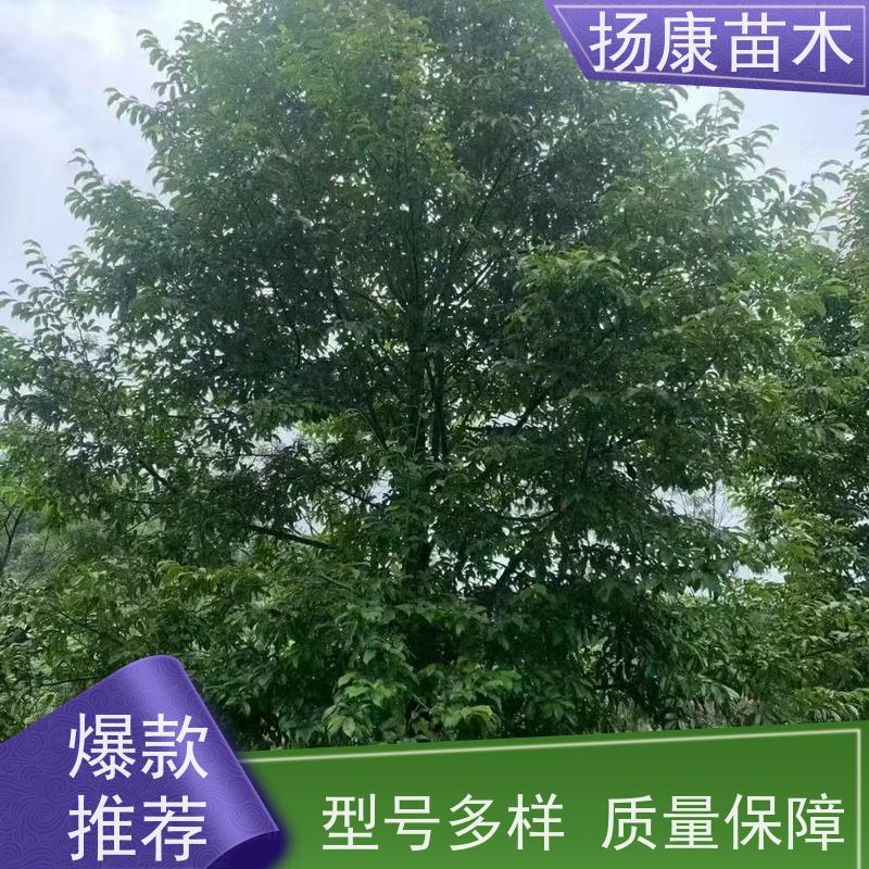 15公分乐昌含笑 花木基地 公园绿化行道树 高成活率