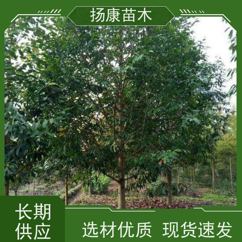 9公分乐昌含笑 树形优美 工厂绿化可用 高成活率