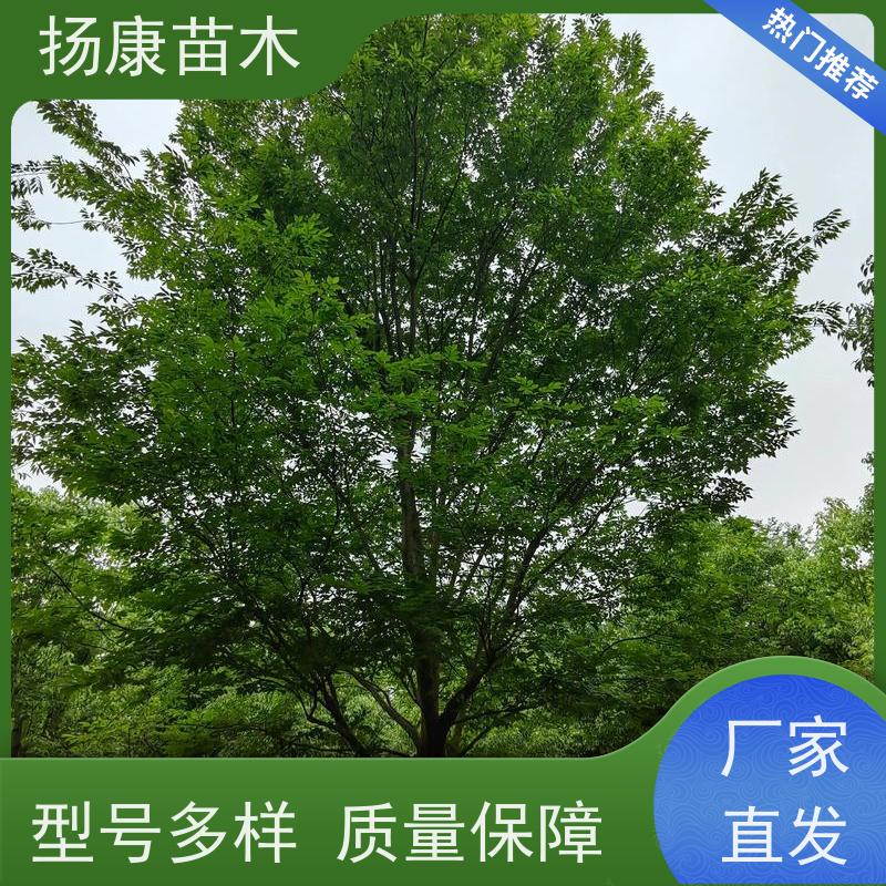 8公分乐昌含笑 公园绿化 露地种植 适应性强 易成活