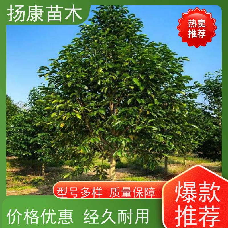 11公分乐昌含笑 竖形常绿灌木绿植适用于园林绿化 大量供应