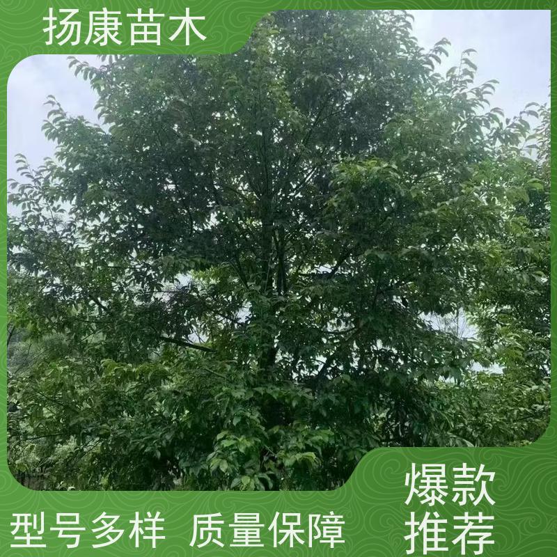 25公分乐昌含笑 行道树系列树种养护 树形优美 现挖现发