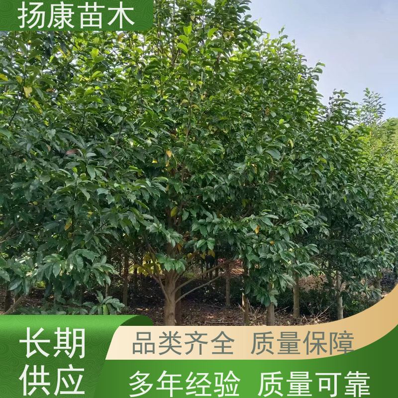 17公分乐昌含笑 园林庭院造景植物 适用性强 培育基地