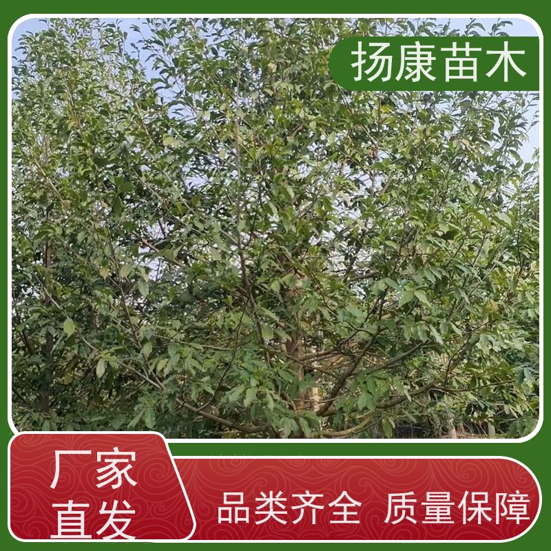 19公分乐昌含笑 园林景区栽植 精致美丽 培育基地