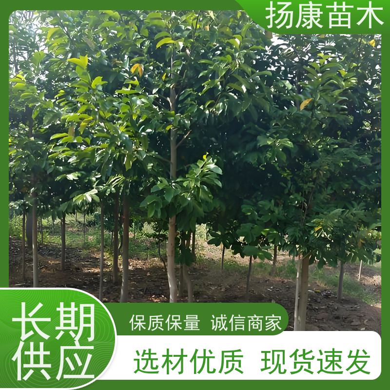 35公分乐昌含笑 树形优美 工厂绿化可用 源头厂家