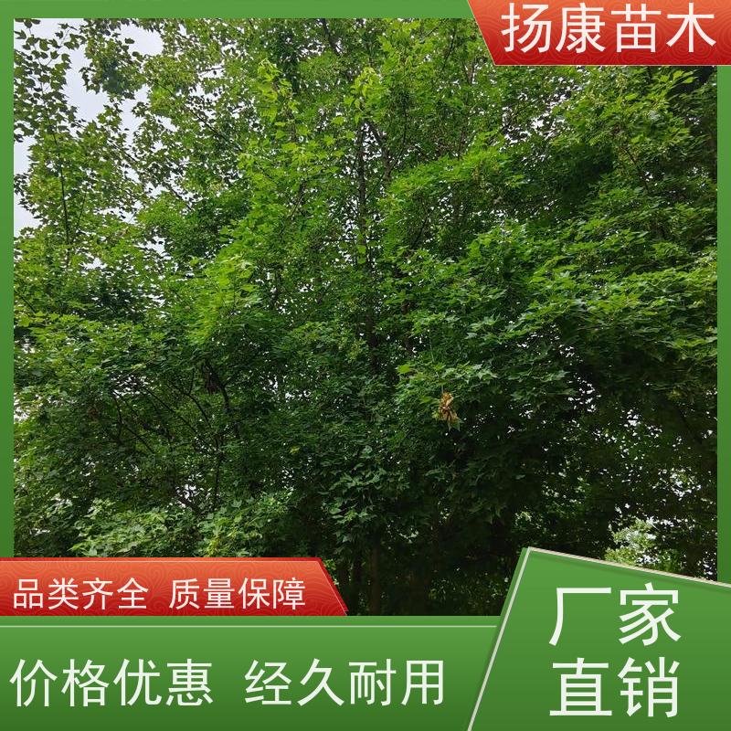 11公分乐昌含笑 竖形常绿灌木绿植适用于园林绿化 易成活