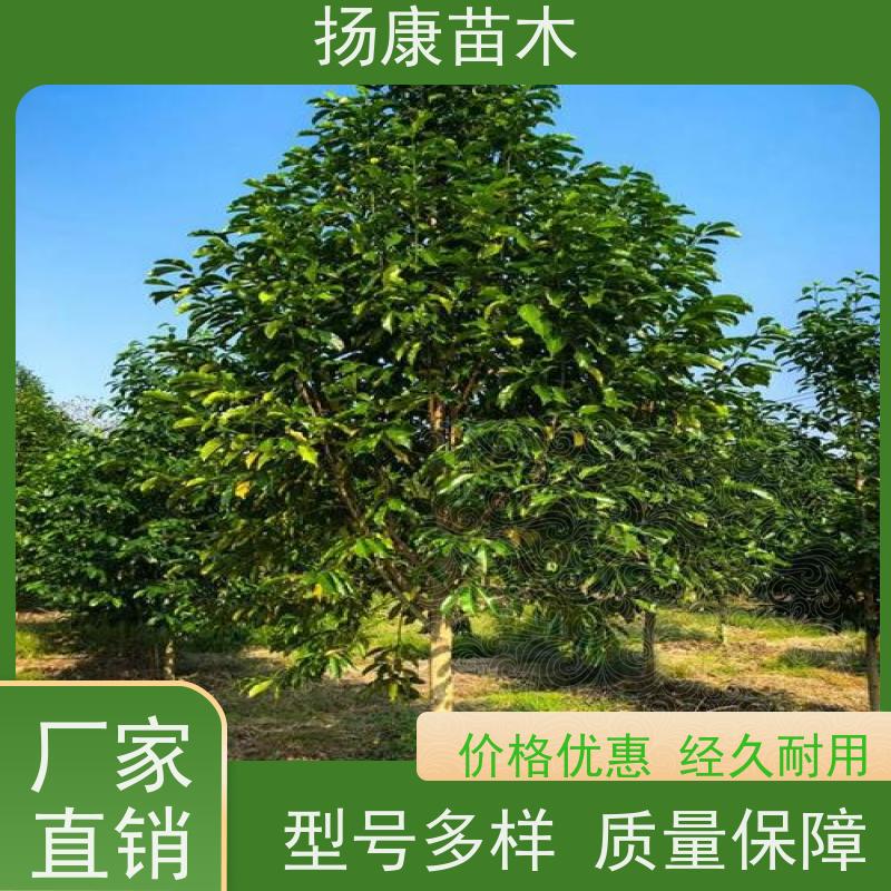 20公分乐昌含笑 行道树系列树种养护 基地直供 