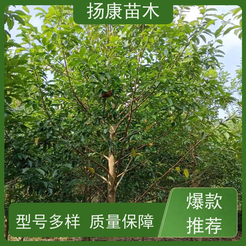 16公分乐昌含笑 竖形常绿灌木绿植适用于园林绿化 现挖现卖
