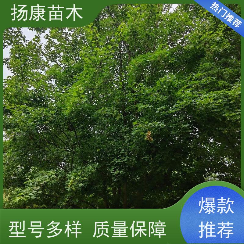 35公分乐昌含笑 园林庭院造景植物 适用性强 基地直供 