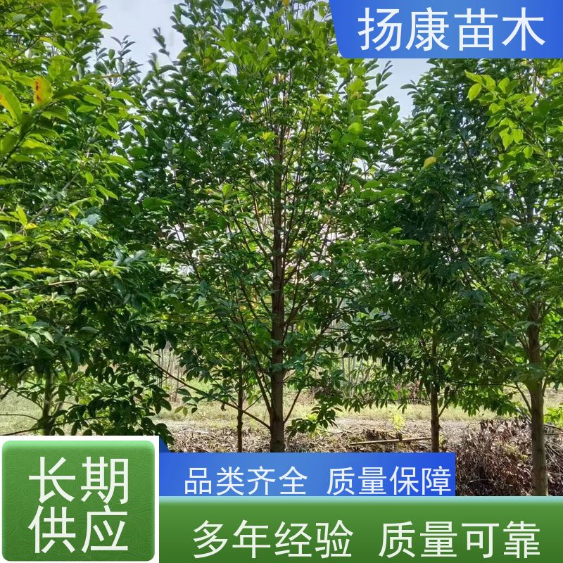 12公分乐昌含笑 竖形常绿灌木绿植适用于园林绿化 培育基地