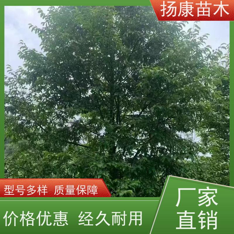 10公分乐昌含笑 园林景区栽植 精致美丽 易成活
