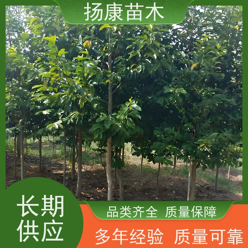35公分乐昌含笑 公园绿化 露地种植 适应性强 种类齐全