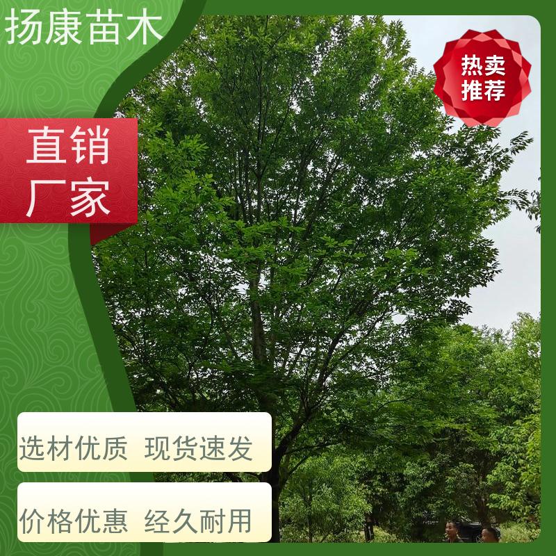 醉香含笑 行道树系列树种养护 树形优美 高成活率