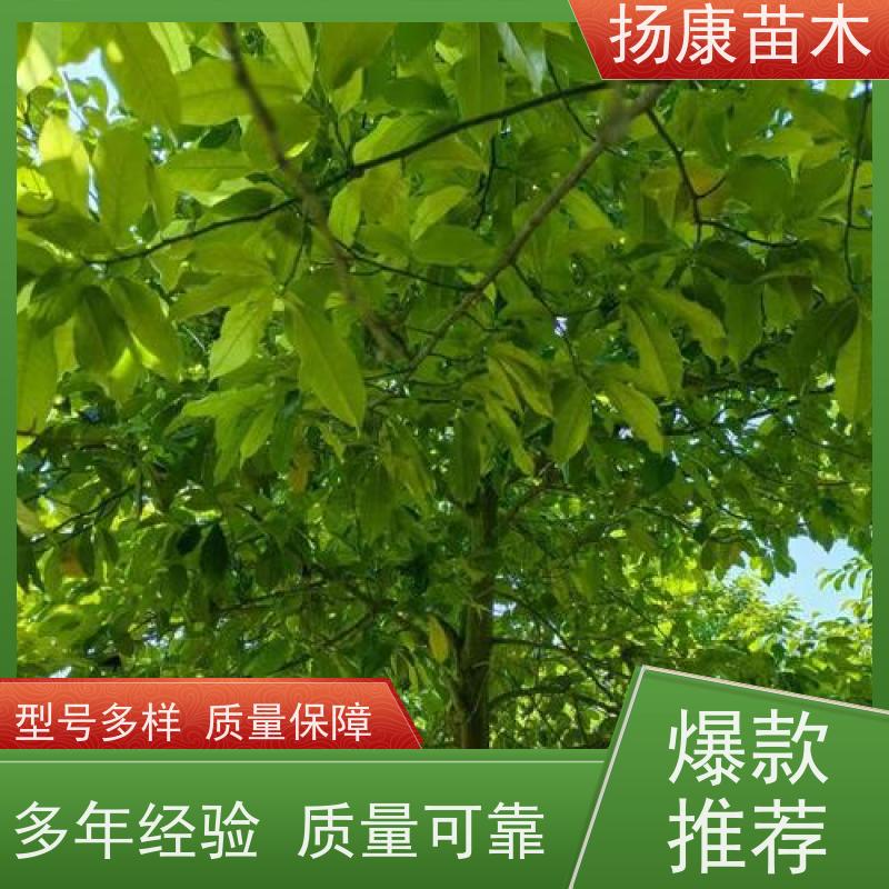 30公分乐昌含笑 园林庭院造景植物 适用性强 大量供应