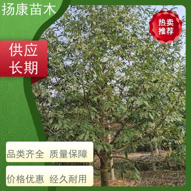 35公分乐昌含笑 园林景区栽植 精致美丽 大量供应