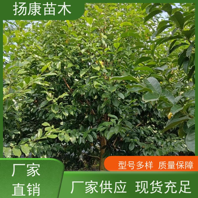 14公分乐昌含笑 枝叶繁茂 四季常青行道树 优选常绿