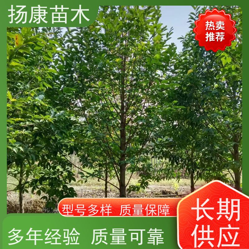 9公分乐昌含笑 园林庭院造景植物 适用性强 规格齐全
