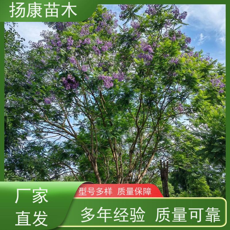 40公分乐昌含笑 竖形常绿灌木绿植适用于园林绿化 现挖现发