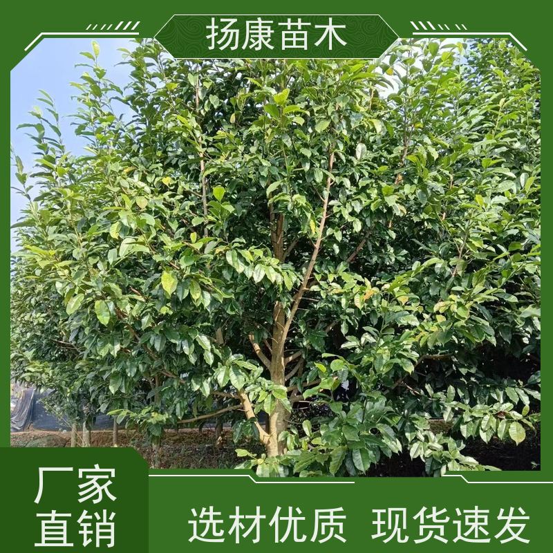 35公分乐昌含笑 行道树系列树种养护 种植基地