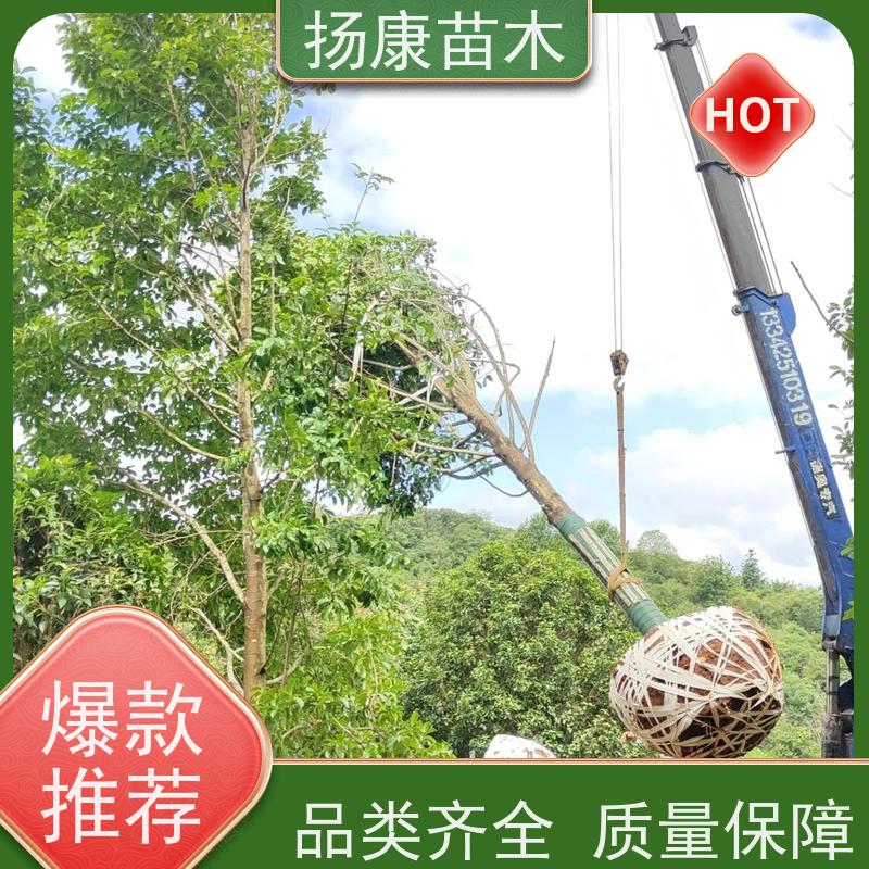18公分全冠乐昌含笑 适用园林风景街道 基地直供 