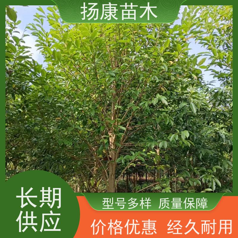 10公分乐昌含笑 行道树系列树种养护 树形优美 优选常绿