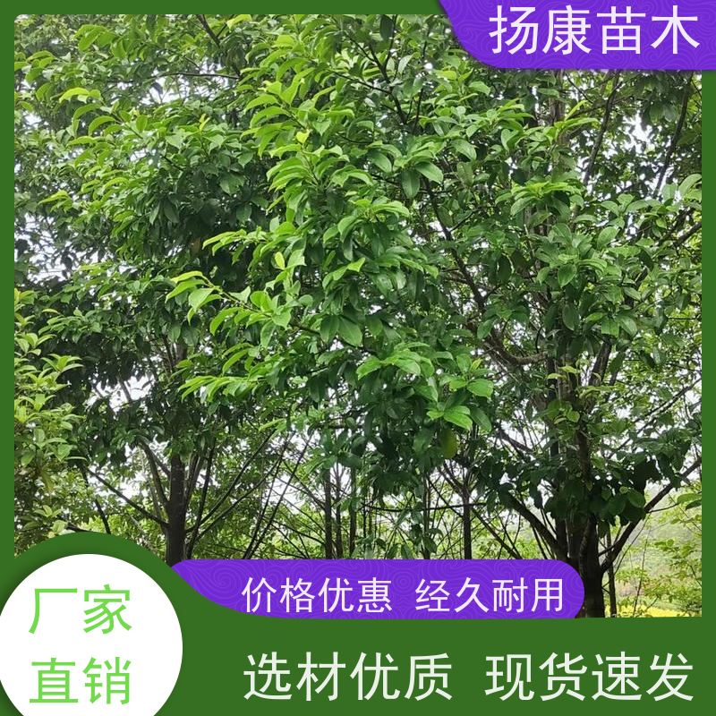 9公分乐昌含笑 树形优美 工厂绿化可用 基地直供 